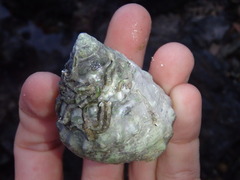 Astralium tentoriiforme