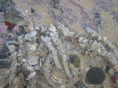 Diopatra dentata