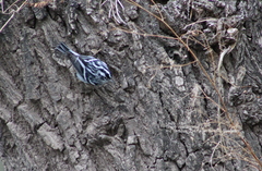 Mniotilta varia