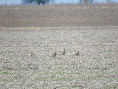 Oreopholus ruficollis