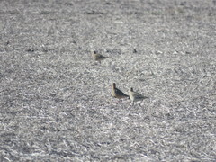 Oreopholus ruficollis