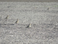 Oreopholus ruficollis