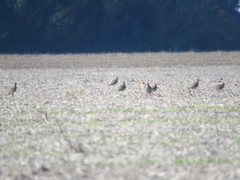 Oreopholus ruficollis