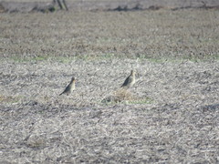 Oreopholus ruficollis