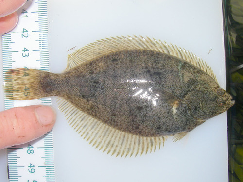 Smooth Flounder