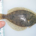 Smooth Flounder - Photo (c) Claude Nozères, some rights reserved (CC BY-NC), uploaded by Claude Nozères
