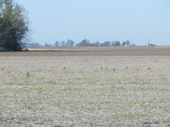 Oreopholus ruficollis