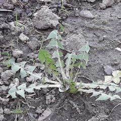 Taraxacum officinale