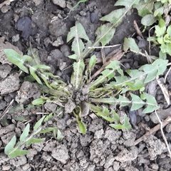 Taraxacum officinale