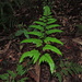 Dryopteris sordidipes - Photo (c) Jacy Chen, some rights reserved (CC BY), uploaded by Jacy Chen