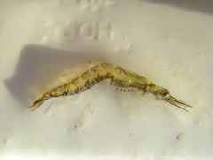 Mysini