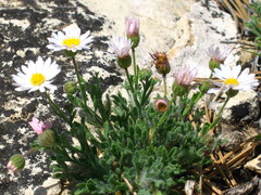 Erigeron allocotus