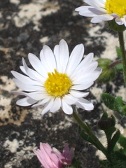 Erigeron allocotus