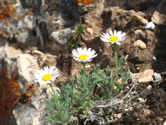 Erigeron allocotus