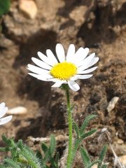 Erigeron allocotus