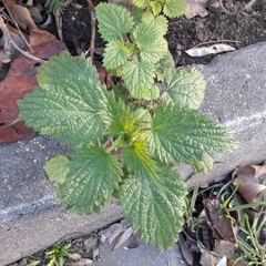 Urtica