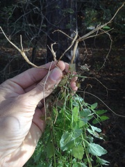 Eccremocarpus scaber