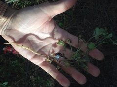 Eccremocarpus scaber