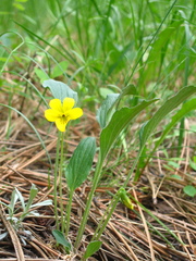 Viola vallicola