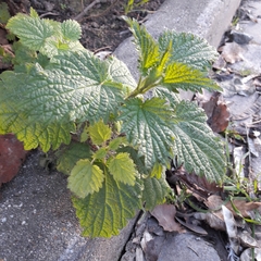 Urtica