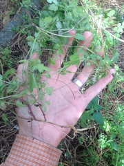 Eccremocarpus scaber