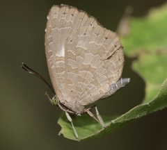 Miletus biggsii
