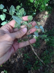 Eccremocarpus scaber