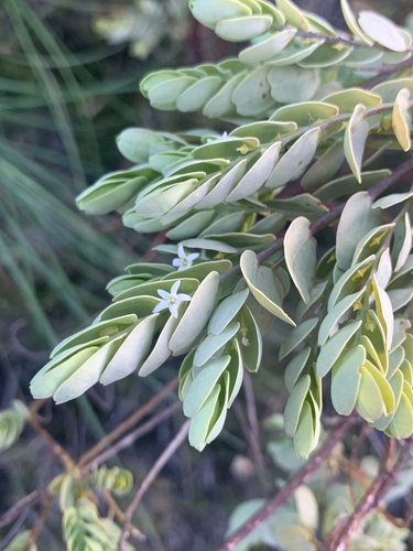 Olax phyllanthi