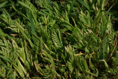 Sclerochloa dura