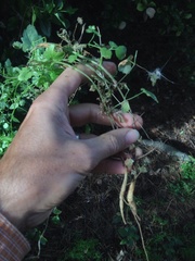 Eccremocarpus scaber