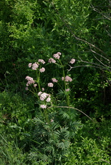 Valeriana officinalis