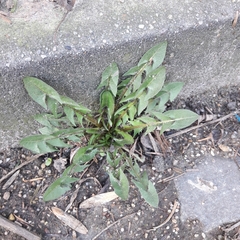 Taraxacum officinale