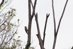 Melanerpes aurifrons