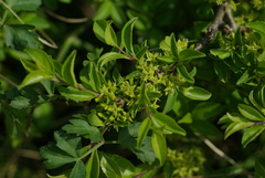 Rhamnus saxatilis
