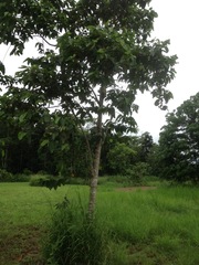 Trichospermum pleiostigma