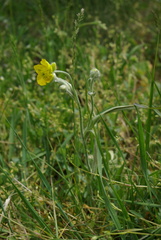 Ranunculus illyricus