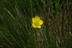 Ranunculus illyricus