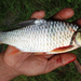 Barbonymus balleroides - Photo (c) Muhammad Iqbal, algunos derechos reservados (CC BY-NC), subido por Muhammad Iqbal