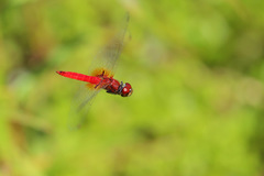 Aethriamanta nymphaeae