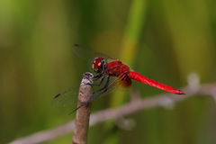 Aethriamanta nymphaeae