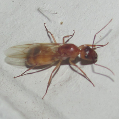 Camponotus festinatus