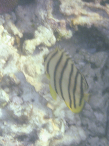 Chaetodon octofasciatus
