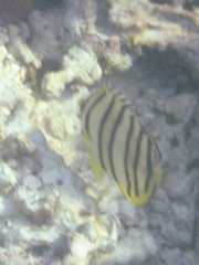Chaetodon octofasciatus