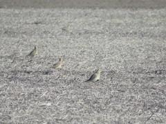 Oreopholus ruficollis