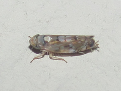 Scaphoideus