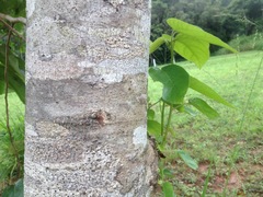 Trichospermum pleiostigma