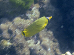 Chaetodon rafflesii