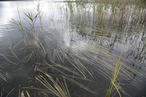 Sparganium gramineum (Sparganium gramineum)