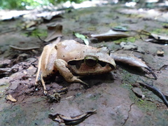 Aglyptodactylus