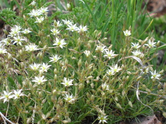 Sabulina nuttallii